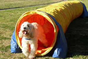 agility for dogs