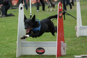 flyball