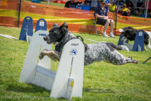 hastings dog club flyball