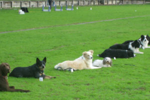 hastings dog club obedience