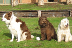 hastings dog club training