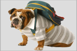 bulldogwithbackpack
