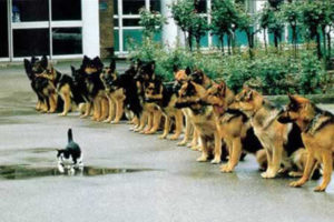 german-shepherds-watching-cat