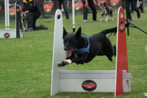 flyball